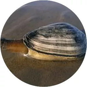 Soft-shell clam