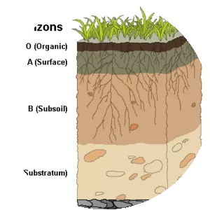 Soil horizon