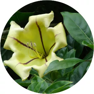 Solandra