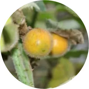 Solanum lasiocarpum