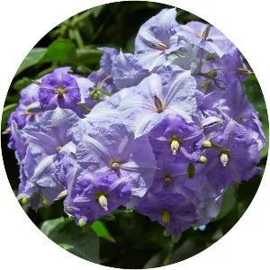 Solanum wendlandii - 