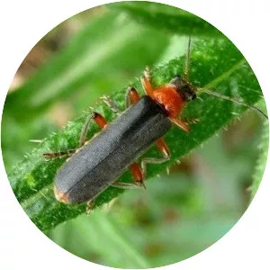 Soldier beetles