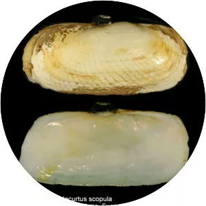 Solecurtus scopula - 