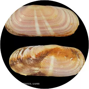 Solecurtus strigilatus