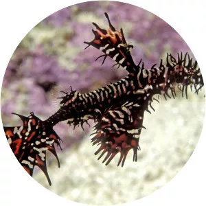 Solenostomus paradoxus