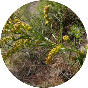 Solidago confinis