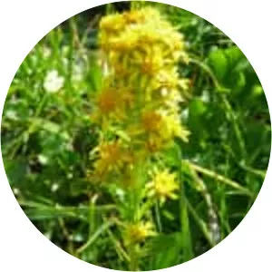 Solidago multiradiata