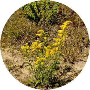 Solidago nemoralis - Plants