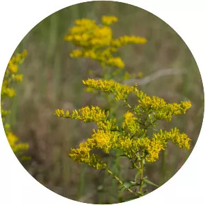 Solidago odora