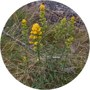 Solidago puberula