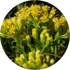 Solidago riddellii