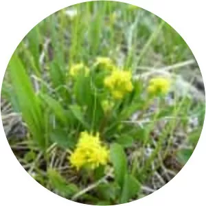 Solidago spathulata - 
