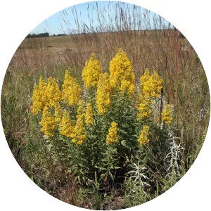 Solidago speciosa - Plants