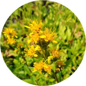Solidago uliginosa - 