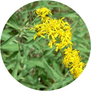 Solidago velutina - 