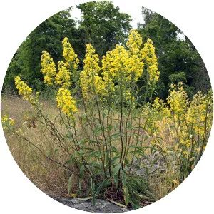 Solidago virgaurea