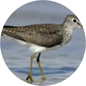 Solitary sandpiper