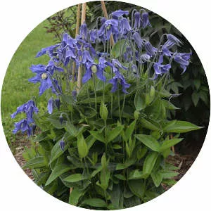 Solitary virgin's-bower