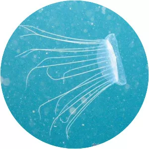 Solmissus albescens
