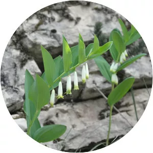Solomon's-Seal - Plants