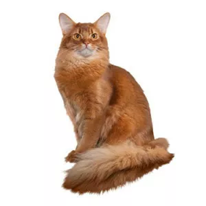 Somali cat