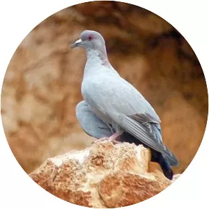 Somali pigeon