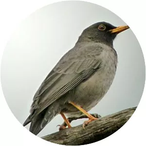 Somali thrush - Bird