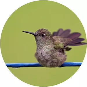 Sombre hummingbird