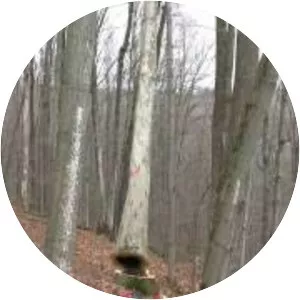 Sometimes a Great Notion