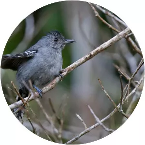 Sooretama slaty antshrike
