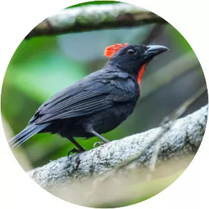 Sooty ant tanager