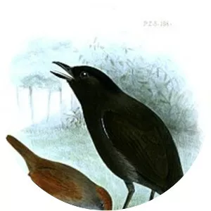 Sooty antbird - Bird