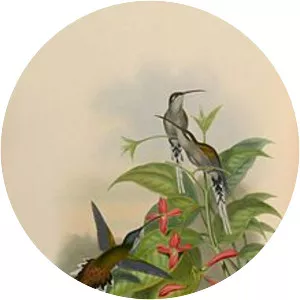 Sooty-capped hermit