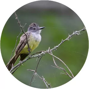 Sooty-crowned flycatcher