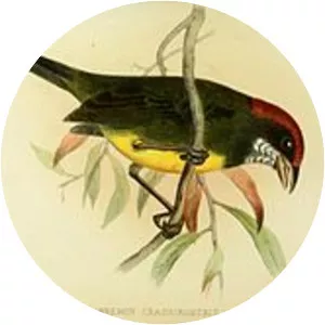 Sooty-faced finch - Bird