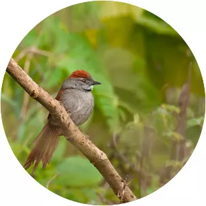 Sooty-fronted spinetail - Bird