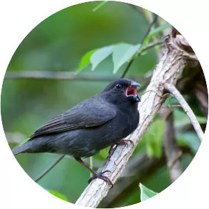 Sooty grassquit