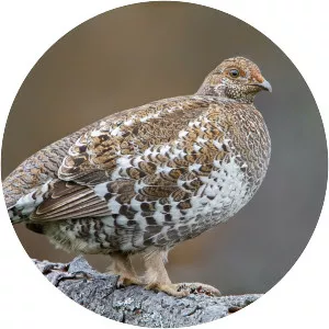 Sooty grouse