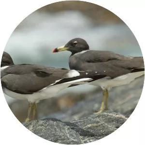 Sooty gull