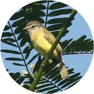 Sooty-headed tyrannulet - Bird