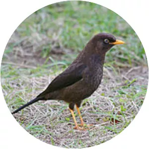 Sooty thrush - Bird