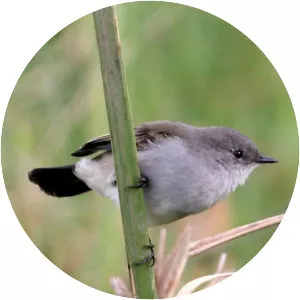 Sooty tyrannulet