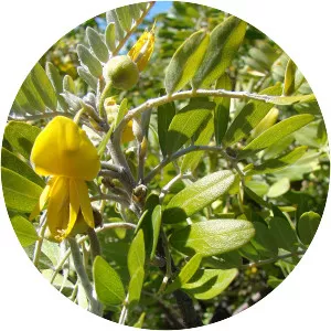 Sophora