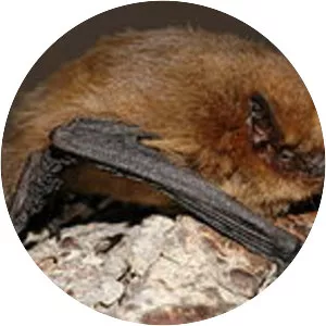Soprano pipistrelle
