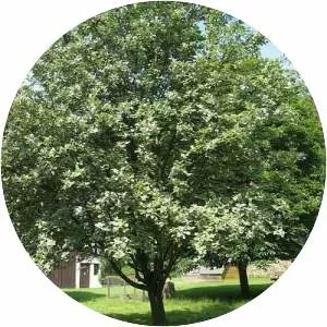 Sorbus aria - Plants