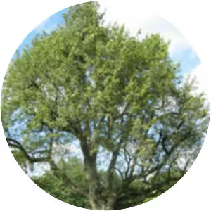 Sorbus domestica - Plants