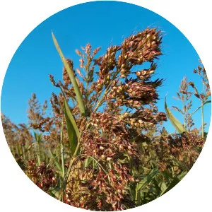 Sorghum × drummondii
