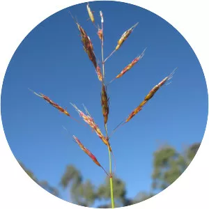 Sorghum leiocladum - 