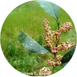 Sorocea bonplandii - 