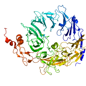Sortilin 1 - Protein